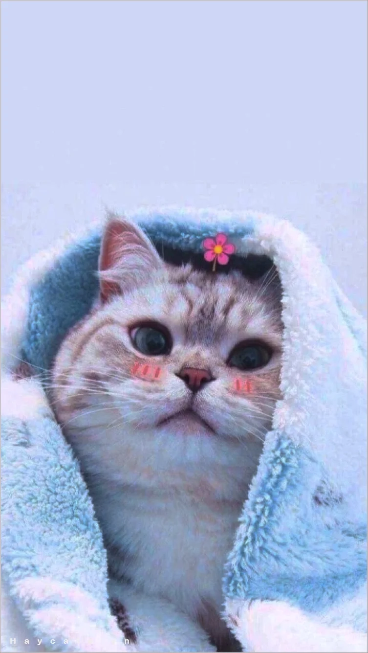hình mèo cute quấn khăn bông dễ thương với má hồng và hoa trên đầu