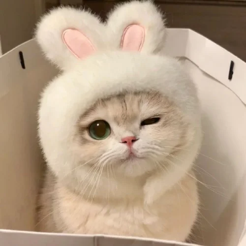 99+ Ảnh Mèo Cute Mới Nhất | Tải Ảnh Làm Avatar Miễn Phí