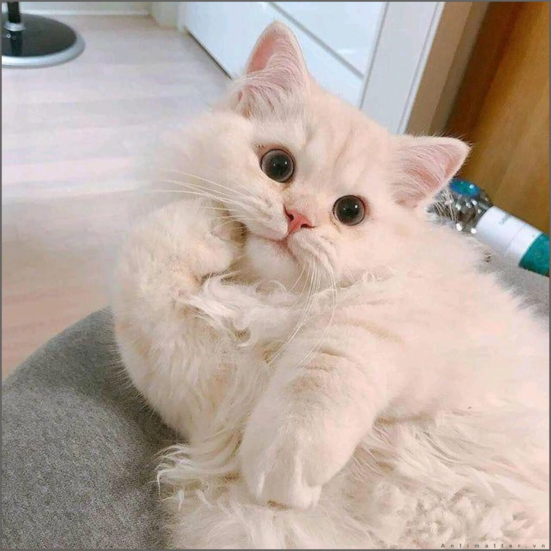 hình mèo cute lông trắng xù cực kỳ dễ thương và đáng yêu trong nhà