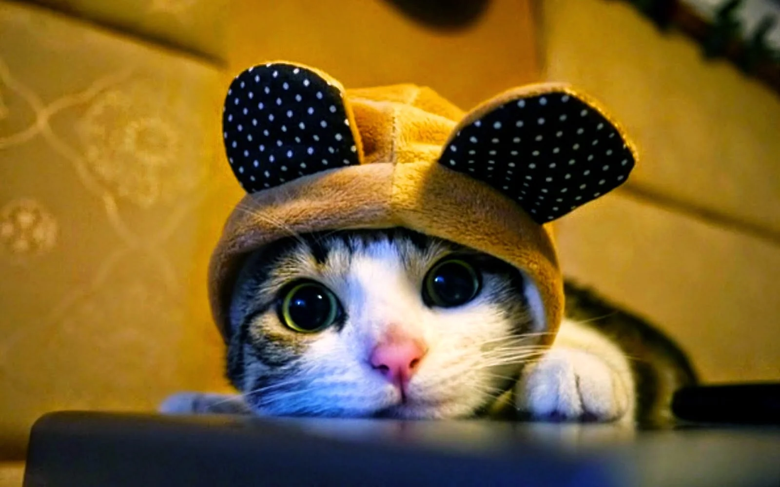 Hinh meo cute doi mu gau ngo nginh