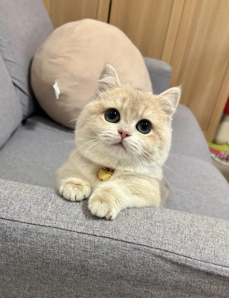 115+ Ảnh mèo cute đáng yêu cho bộ sưu tập ấn tượng