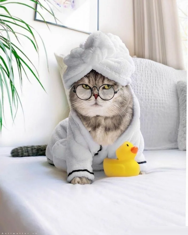 Hinh meo cute mac ao choang tam va kinh