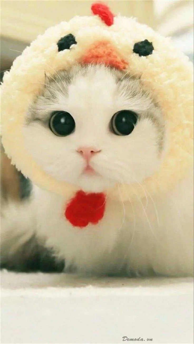 hình mèo cute đội mũ gà con cực dễ thương và ngộ nghĩnh
