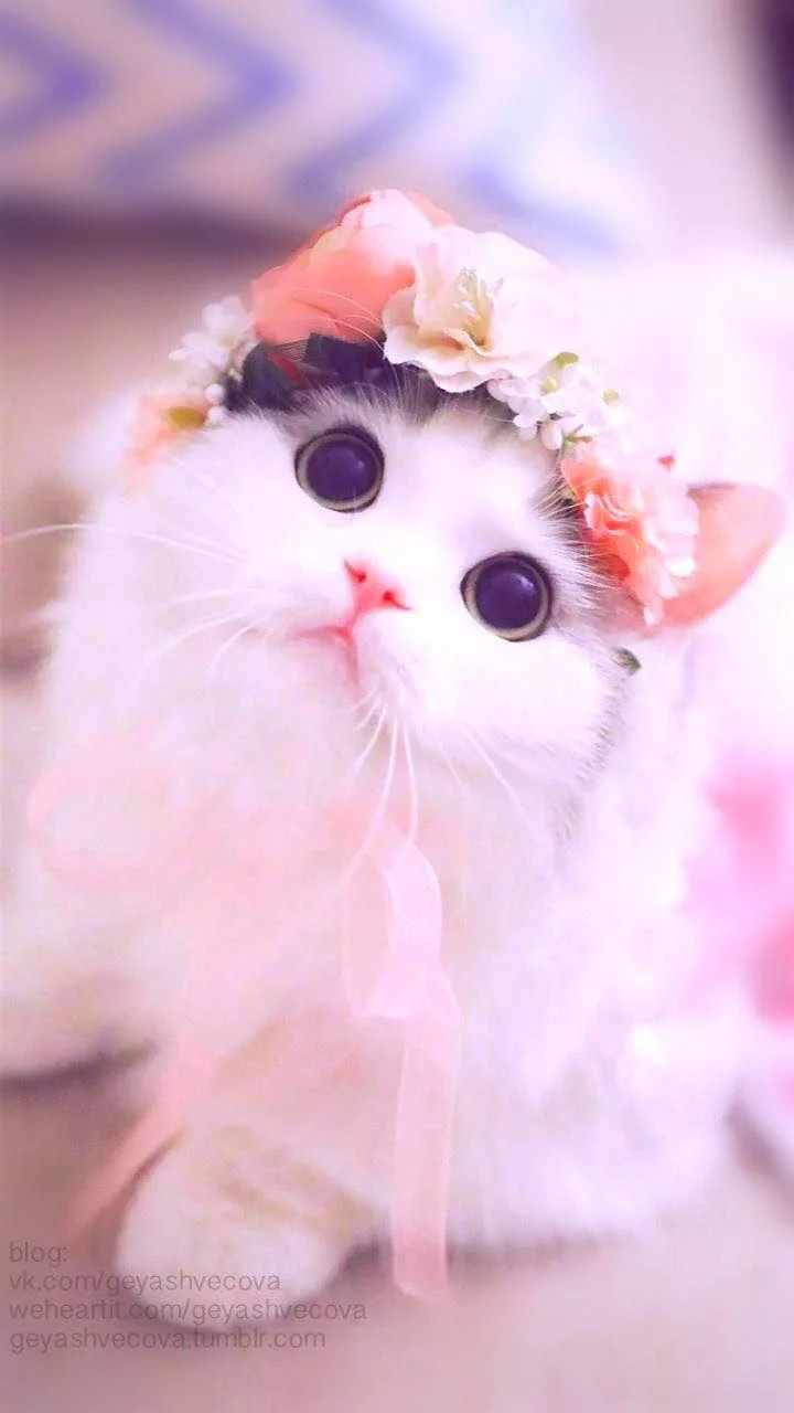Hinh meo cute doi vong hoa hong