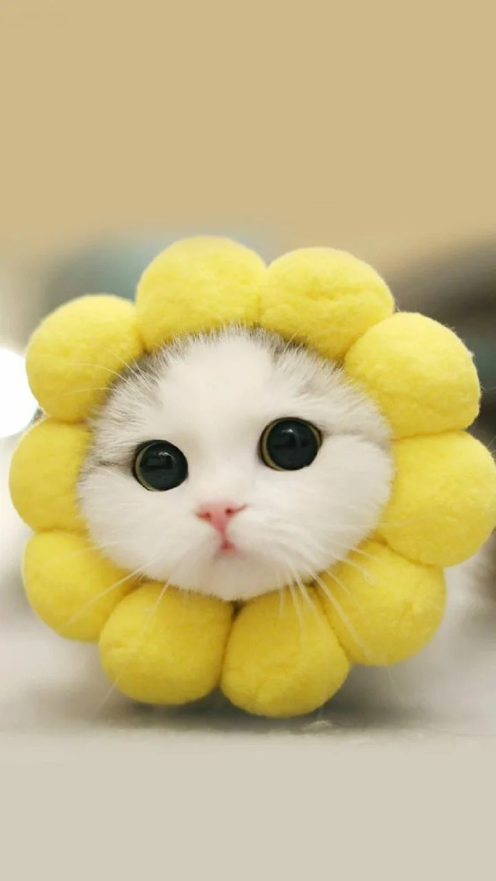 Hinh meo cute trong vong hoa huong duong vang