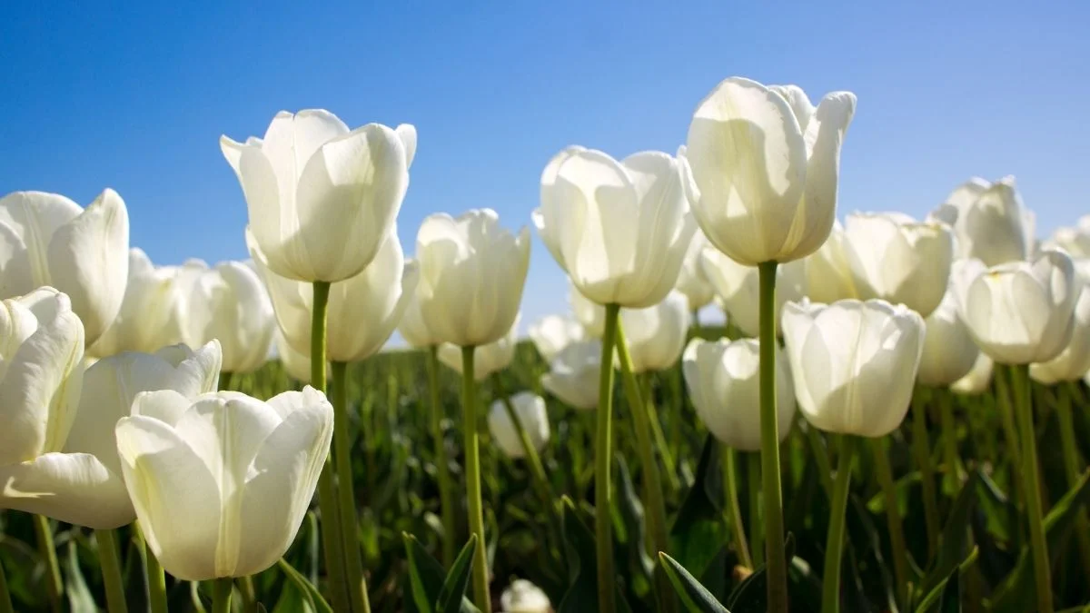 Hình nền hoa Tulip trắng duyên dáng