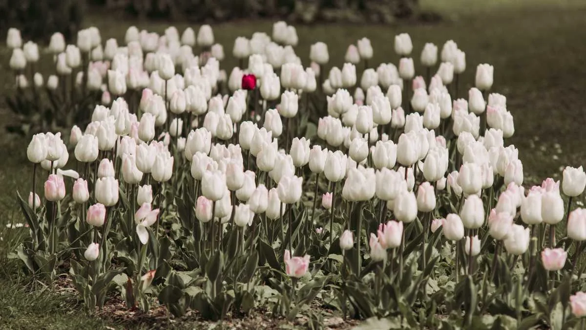 Hình nền hoa Tulip trắng đẹp