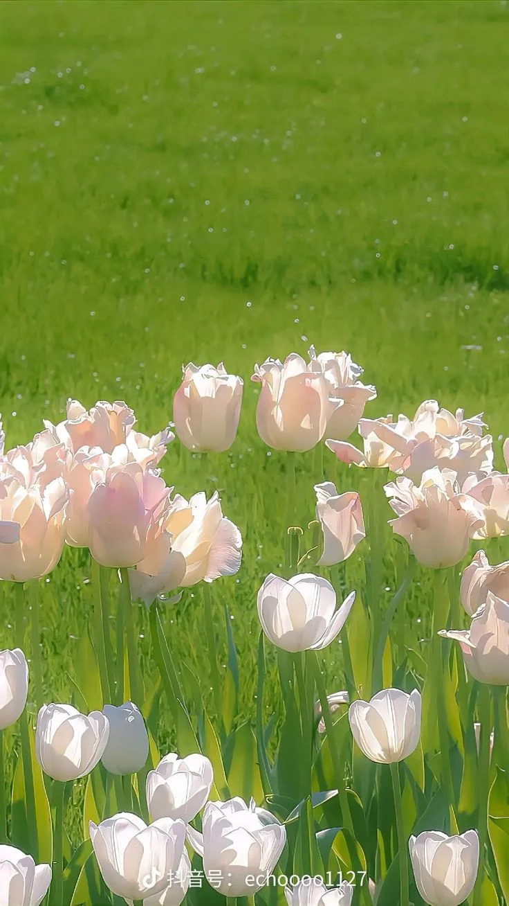 26 1001+ ảnh hoa tulip chất lượng cao full HD+ ý tưởng | hoa tulip, hình nền hoa, nhiếp ảnh về cái đẹp