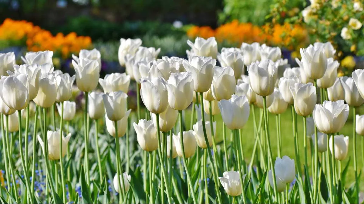 Hình nền hoa Tulip trắng cute 2024