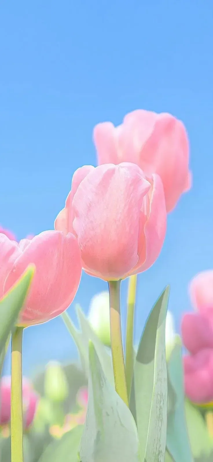 Hình nền hoa tulip đáng yêu để thay đổi giao diện màn hình