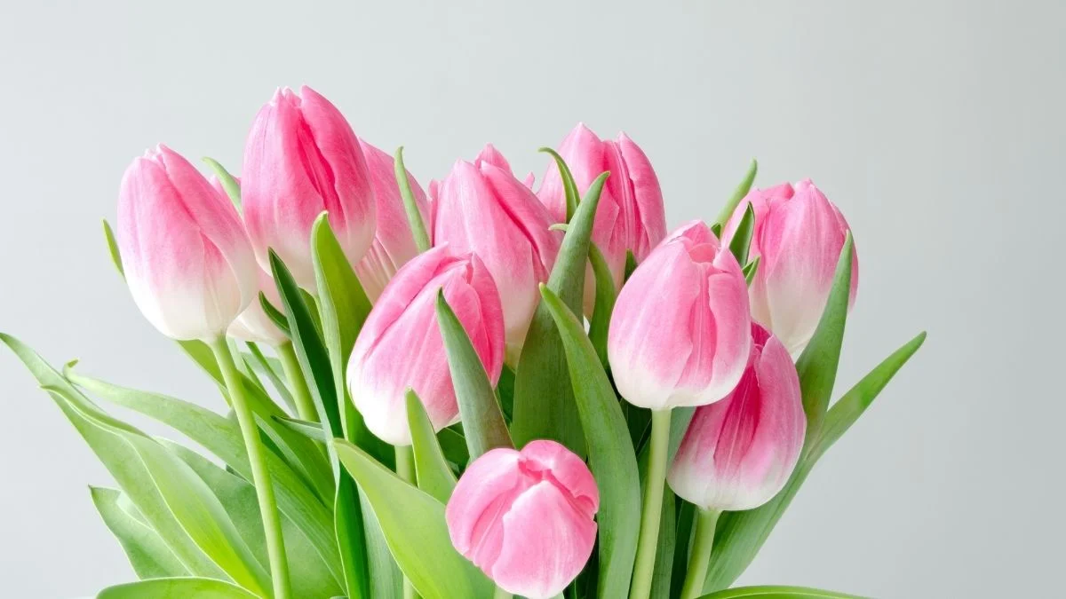 Hình nền máy tính hoa Tulip màu hồng xinh tươi