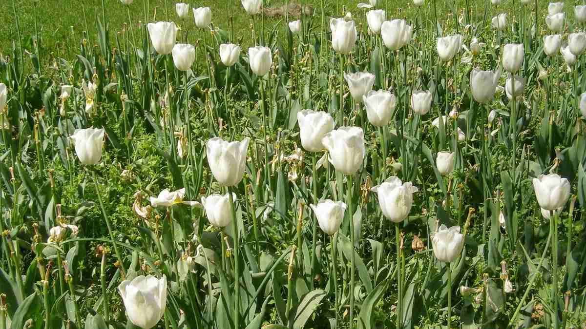 Hình nền hoa Tulip trắng tươi mới
