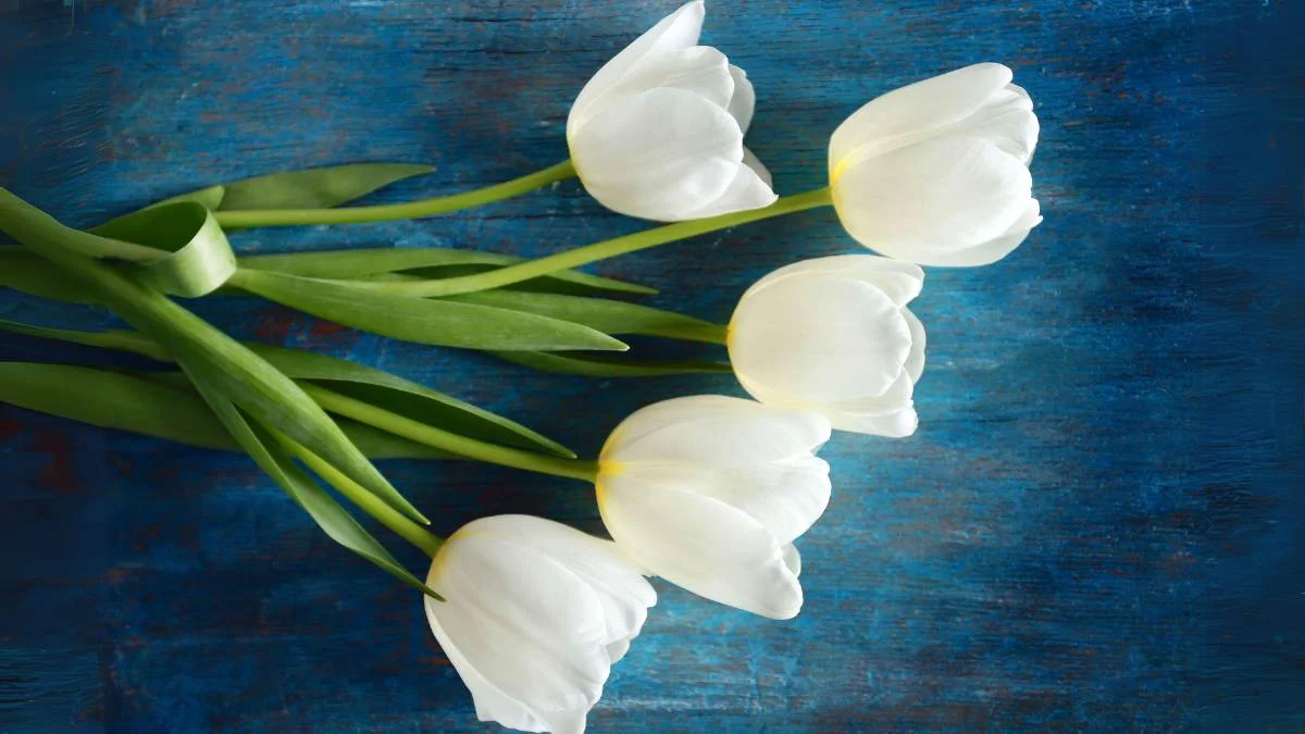 Hình nền hoa Tulip trắng cute tinh khiết