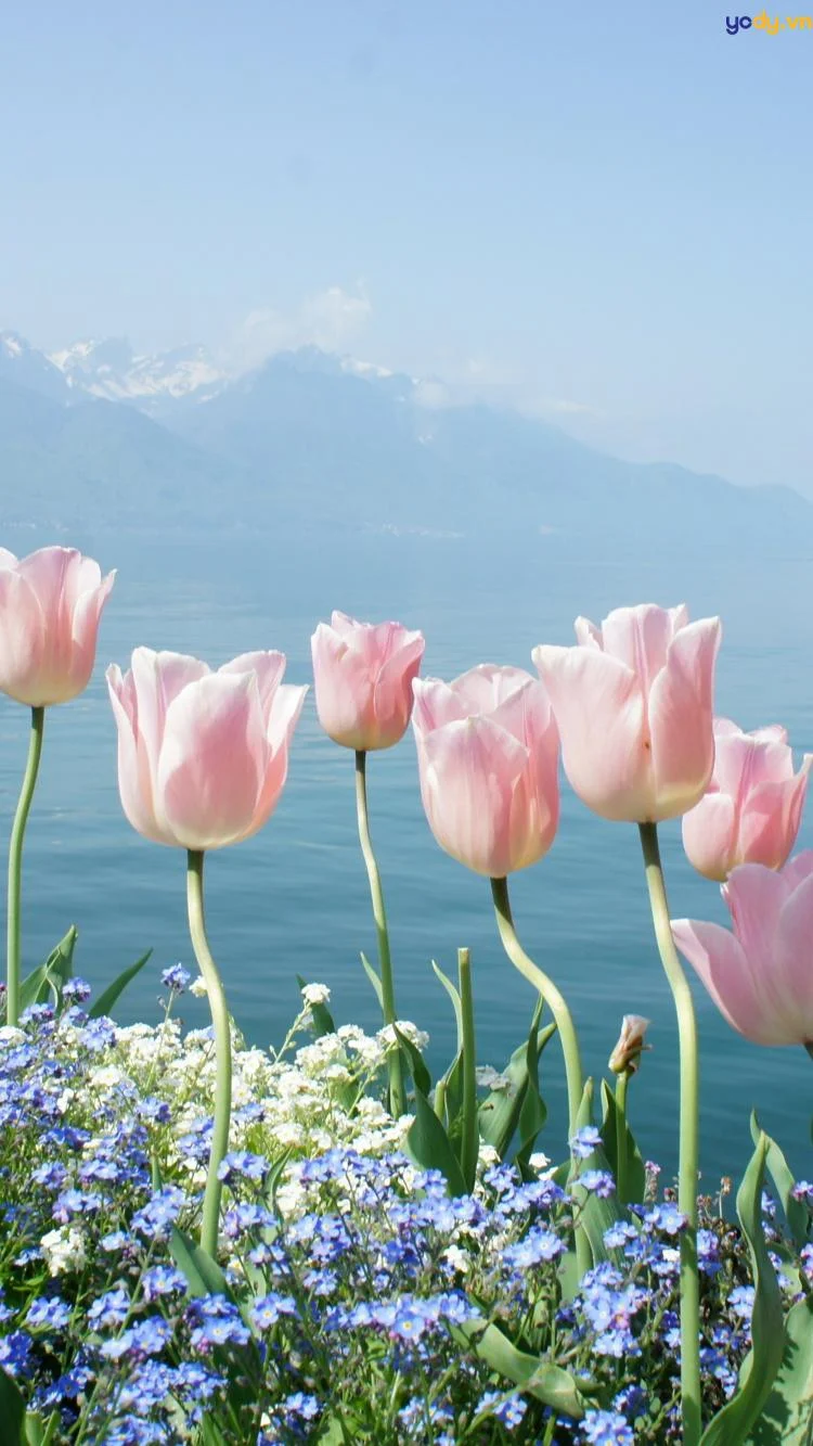 50+ Hình ảnh vườn hoa tulip, cánh đồng hoa tulips rực rỡ khoe sắc | Yody