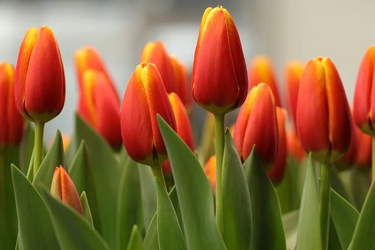 80000+ Hoa tulip & hình ảnh hoa tulip đẹp nhất - Pixabay