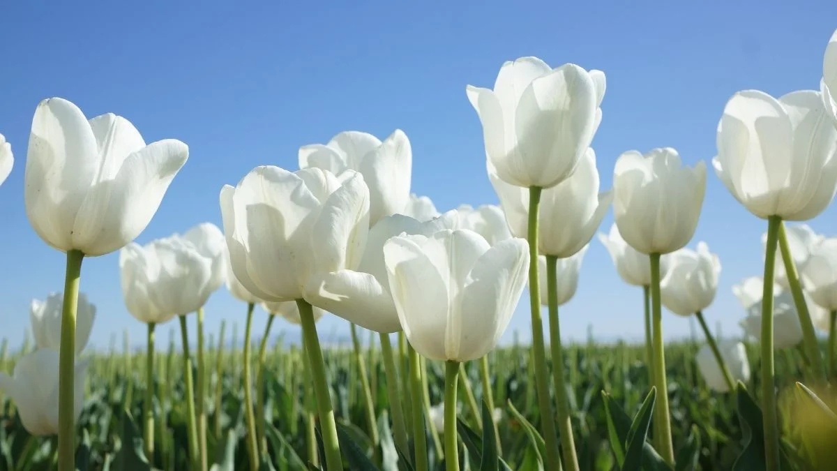 Hình nền hoa Tulip trắng thanh khiết