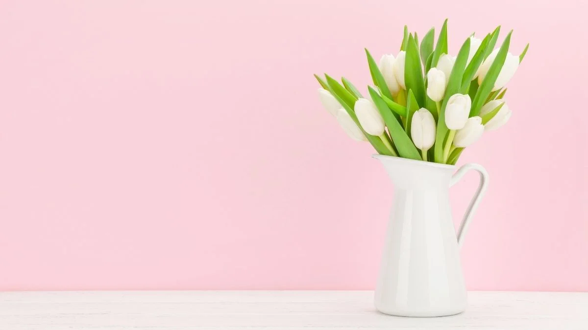 Hình nền hoa Tulip trắng cute đẹp đẽ