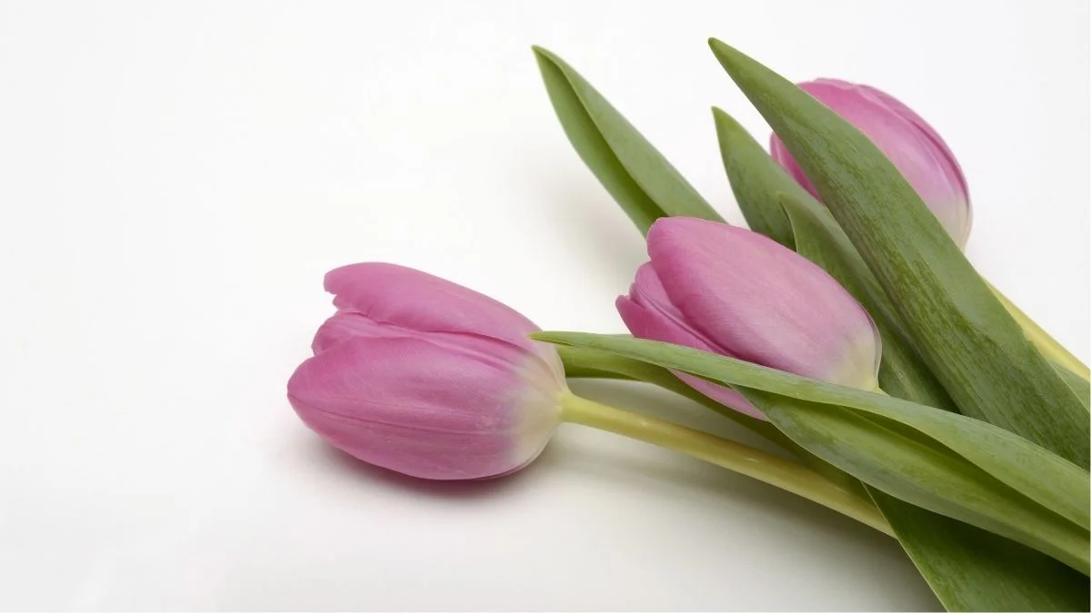 Hình nền máy tính hoa Tulip mới nhất