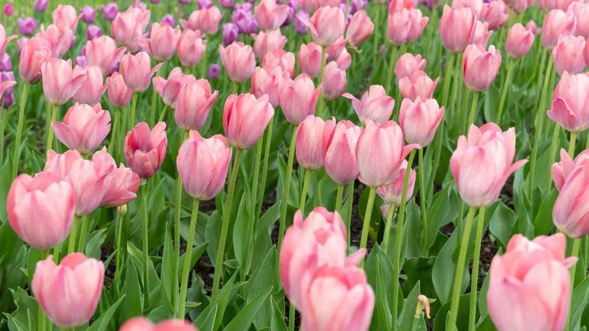 Hình nền máy tính hoa Tulip mảnh mai