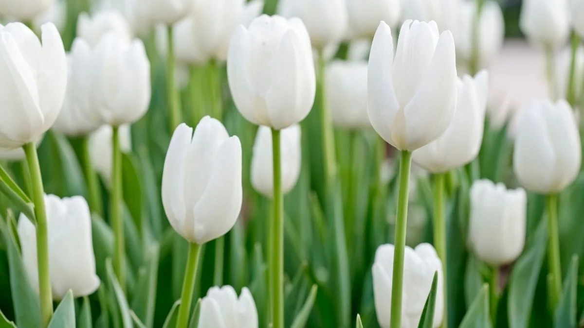 Hình nền hoa Tulip trắng cute hot nhất
