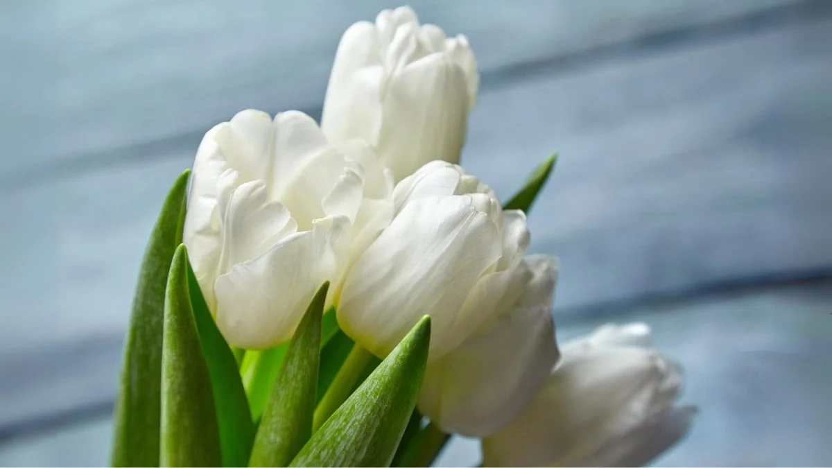 Hình nền hoa Tulip trắng cute huyền bí
