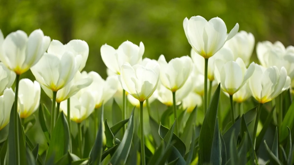 Hình nền hoa Tulip trắng tinh khôi