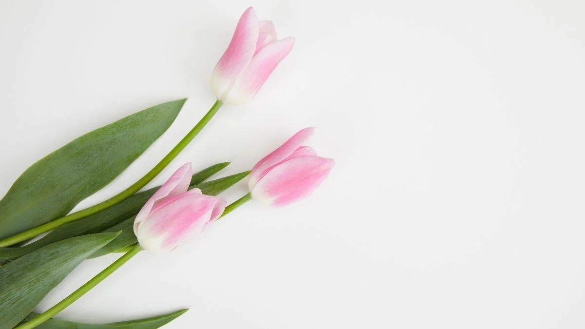 Hình nền máy tính hoa Tulip hot nhất