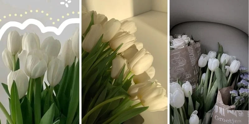 1001+ hình nền hoa tulip đẹp nhất cho điện thoại | Flosa Flower