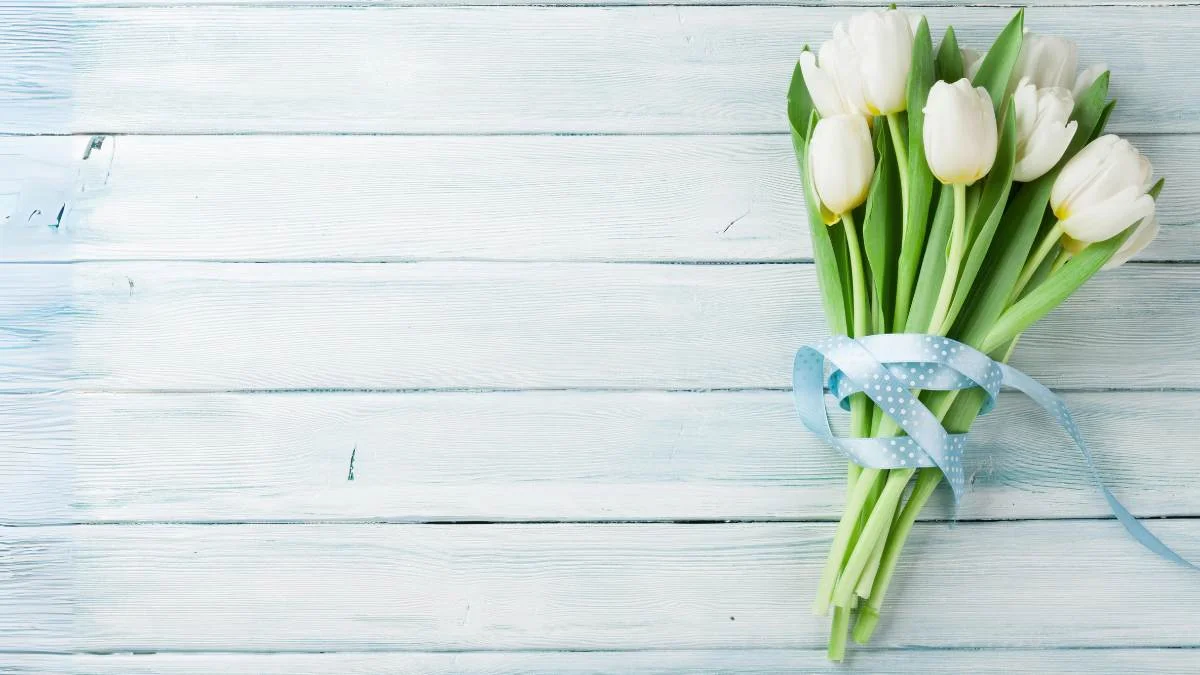 Hình nền hoa Tulip trắng cute mới