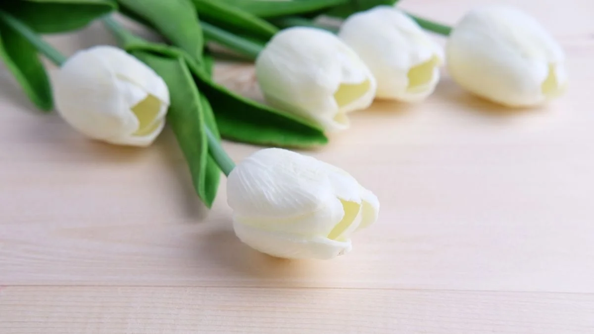 Hình nền hoa Tulip trắng thuần khiết