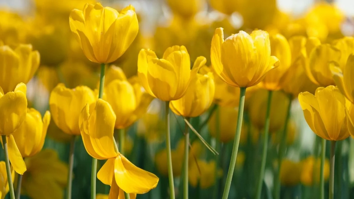 Hình nền máy tính hoa Tulip rực rỡ