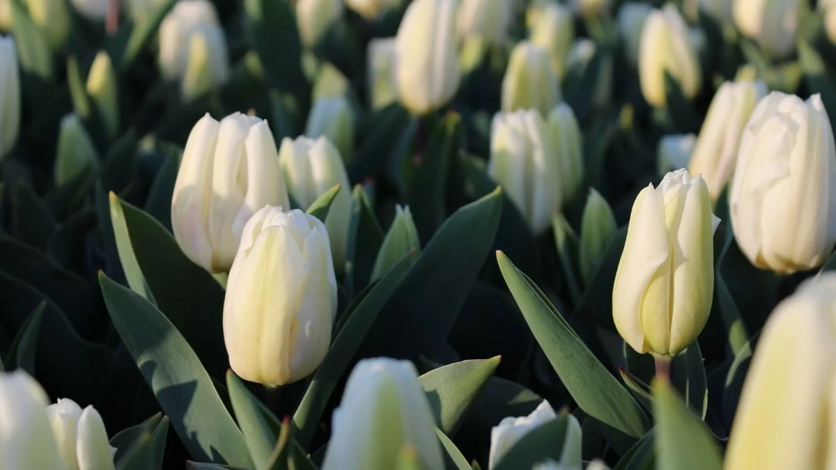 Hình nền hoa Tulip trắng cute mới nhất