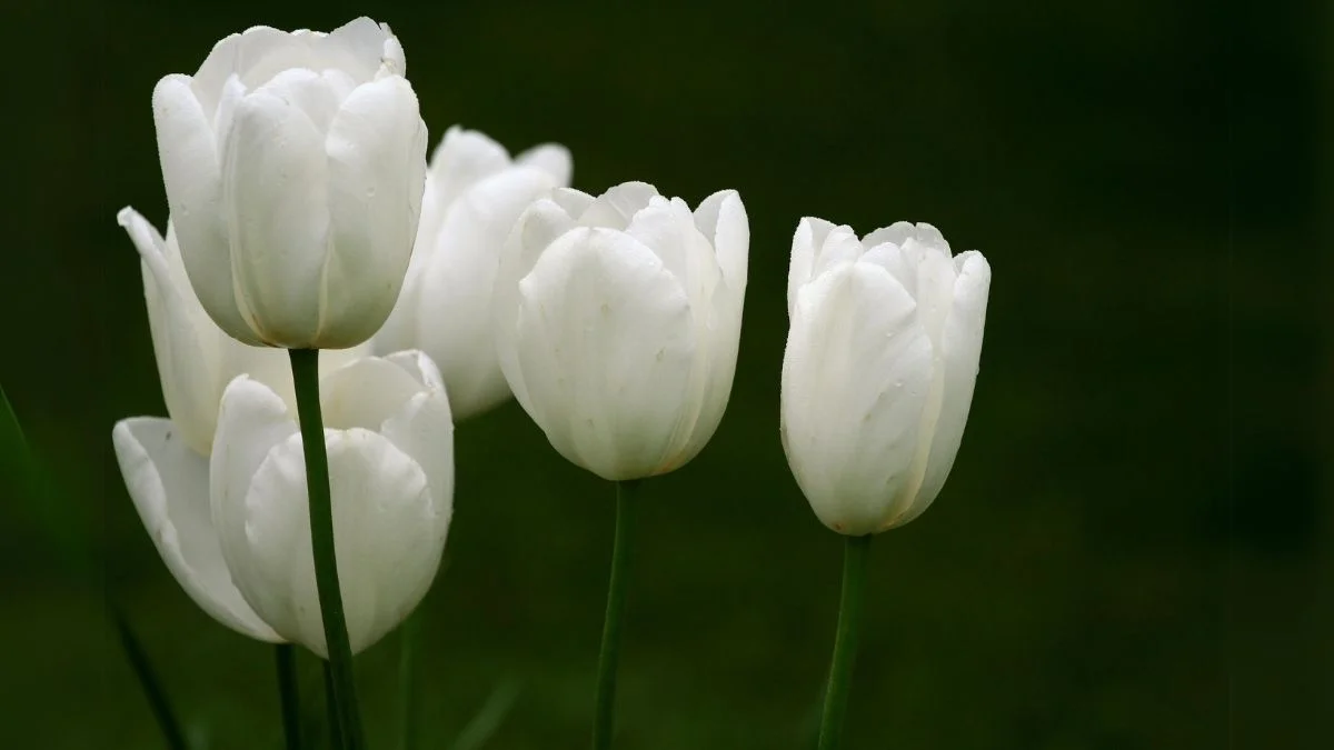 Hình nền hoa Tulip trắng cute dễ thương