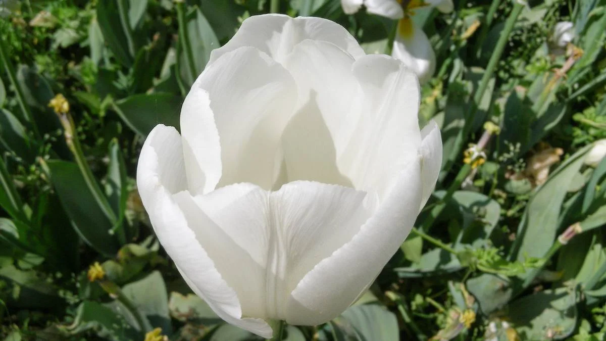Hình nền hoa Tulip trắng nở rộ