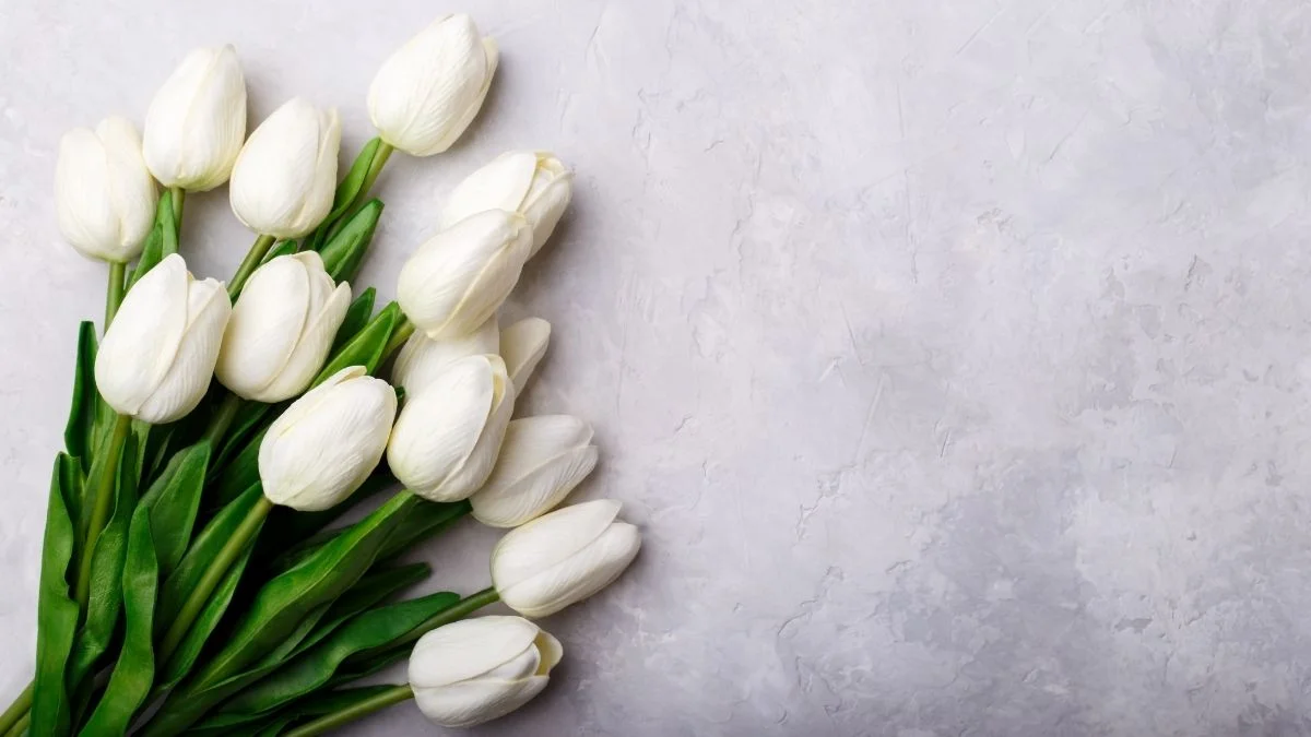 Hình nền hoa Tulip trắng cute đẹp nhất