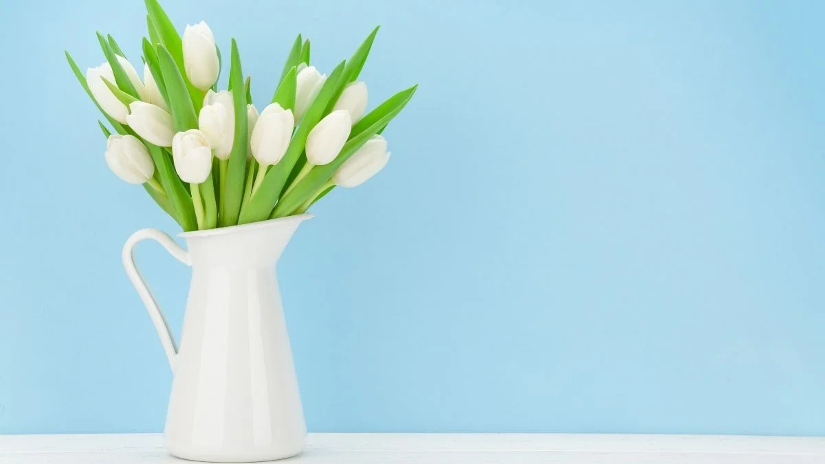 Hình nền hoa Tulip trắng cute đẹp 2024