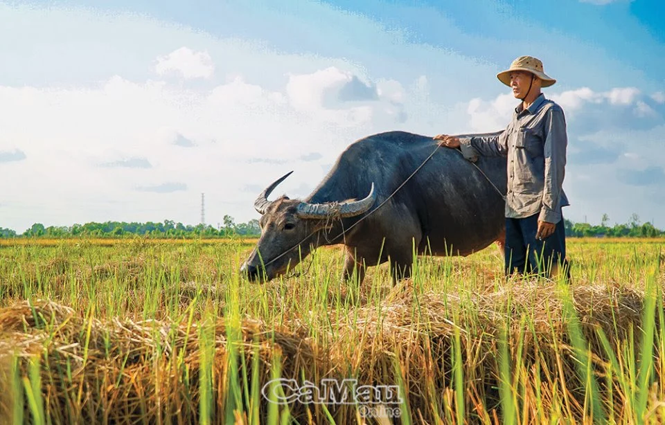 Nhớ trâu