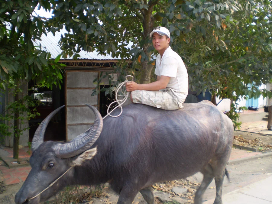 Con trâu trong ký ức tuổi thơ tôi!