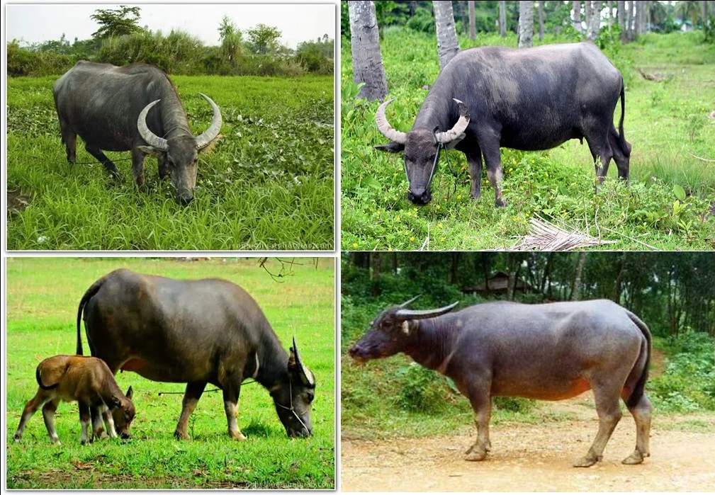 Hình ảnh con trâu đẹp - chuẩn -