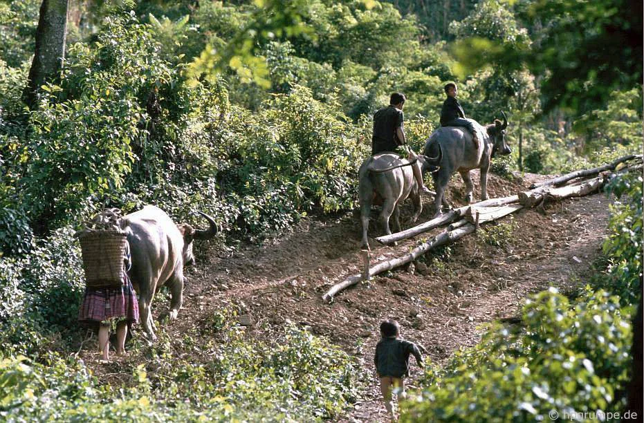 CHÙM ẢNH cực chất về những chú trâu ở Việt Nam năm 1992 - Ảnh 10.