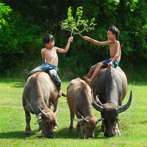 Hình tượng con trâu trong nền văn hoá Việt