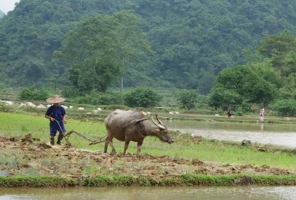 Hình tượng con trâu trong văn hóa truyền thống - Báo Cao Bằng điện tử