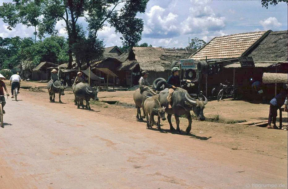 CHÙM ẢNH cực chất về những chú trâu ở Việt Nam năm 1992 - Ảnh 6.