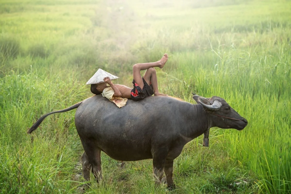 Người nông dân đang ngồi nghỉ ngơi trên lưng con trâu giữa đồng cỏ