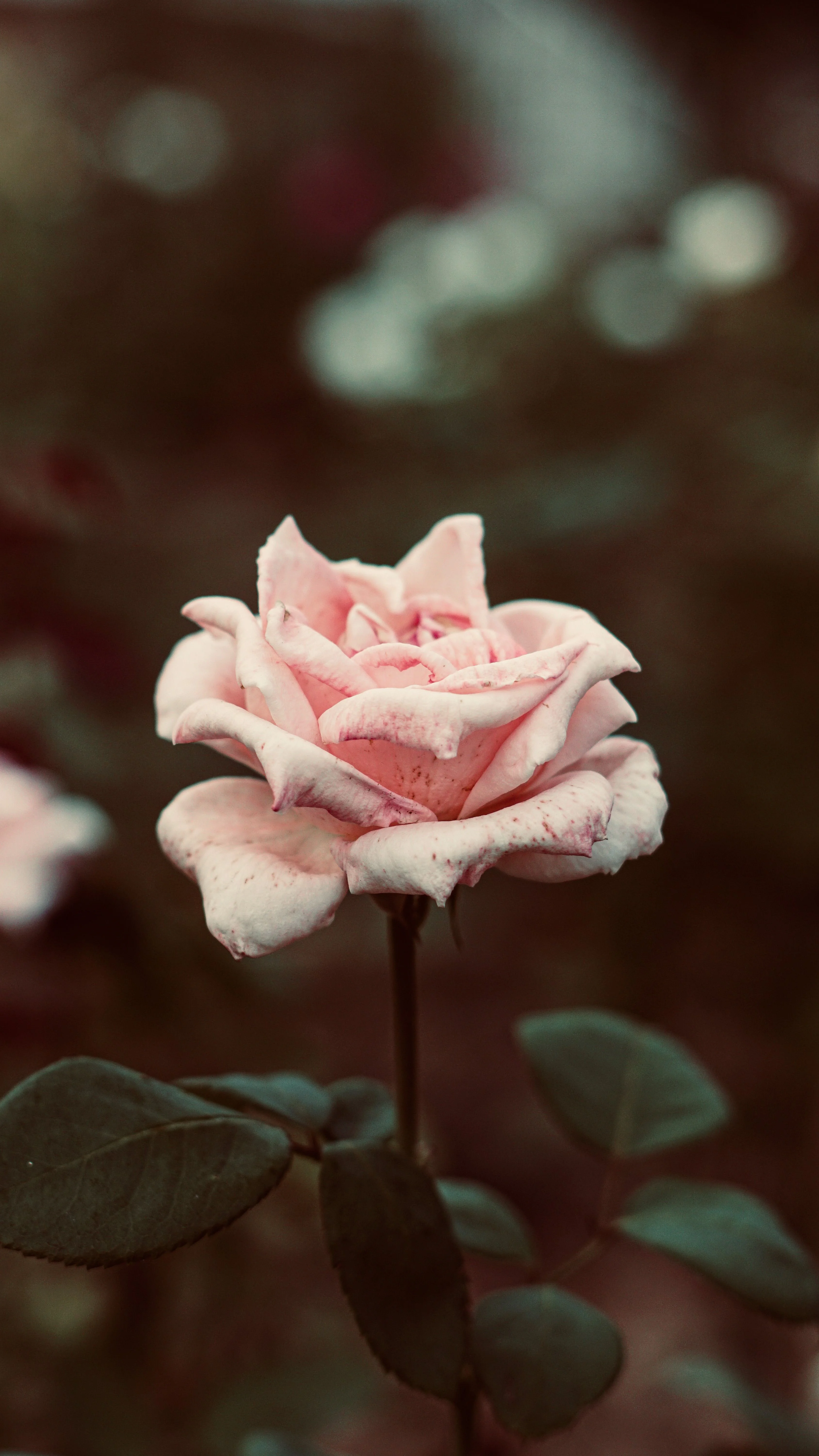Hình nền hoa hồng phớt hồng nhạt một bông nở mềm mại nền bokeh ấm áp