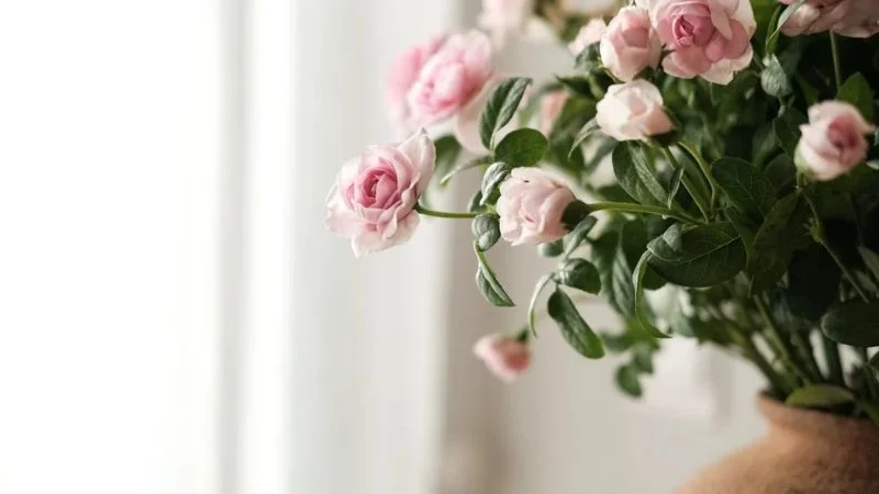 Hình nền hoa hồng phớt hồng nhẹ nhàng trong bình gốm bên cửa sổ trắng