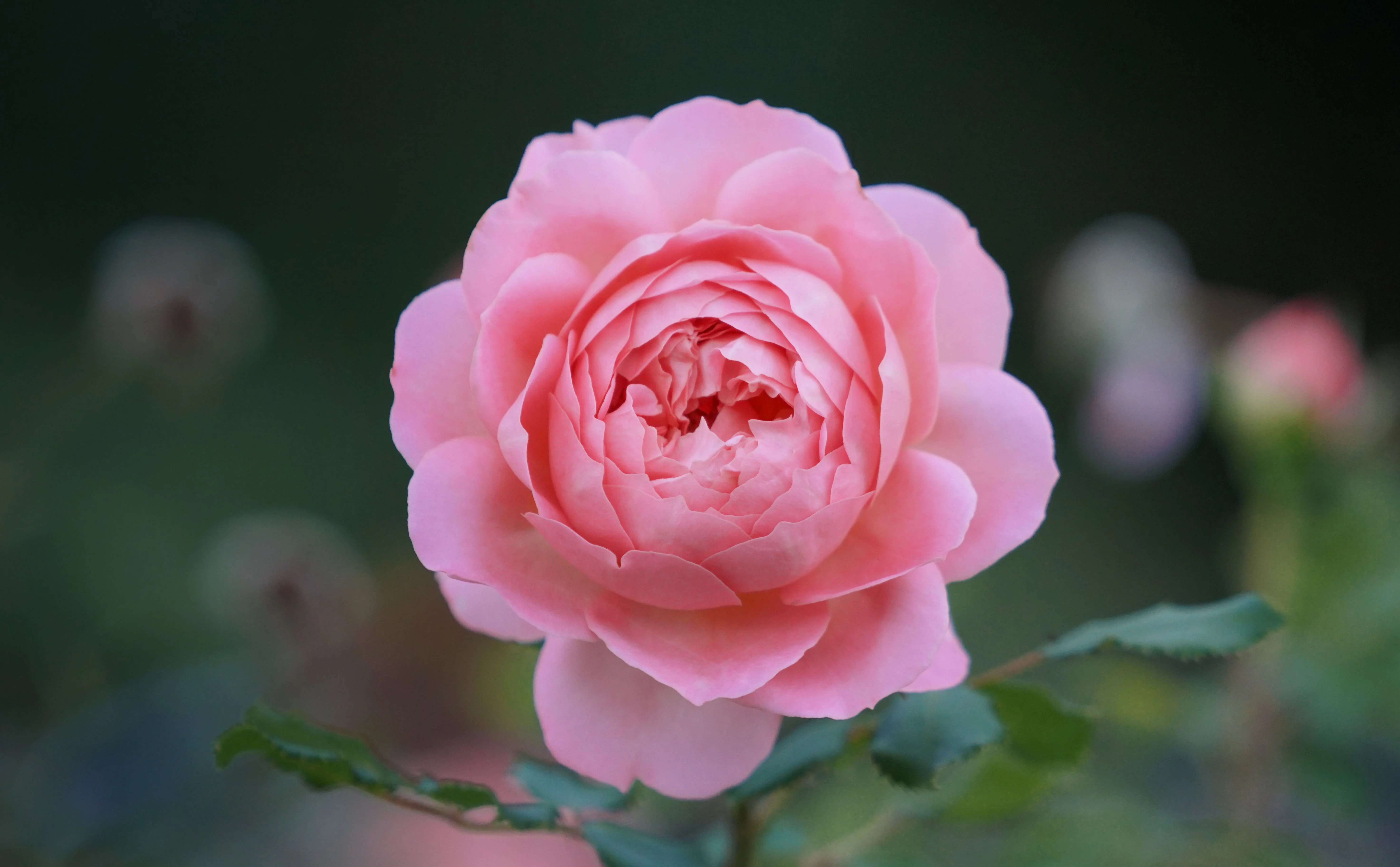 Hoa hồng hồng kiểu English rose mọc trên bụi, hình nền hoa hồng vintage