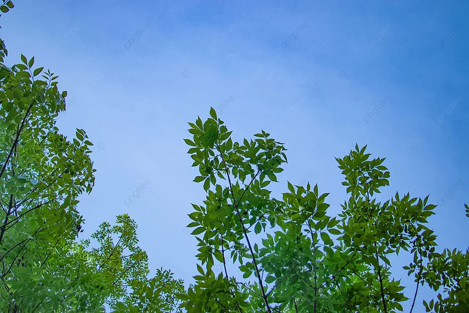 Tán cây xanh vươn lên dưới bầu trời xanh