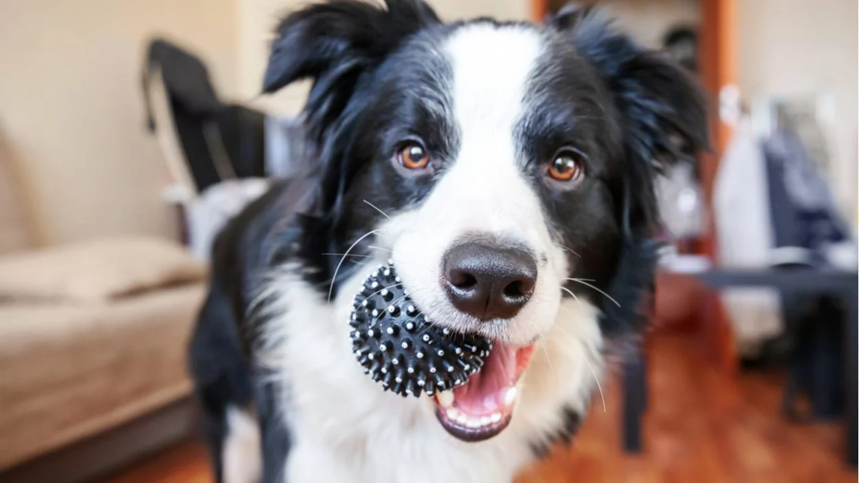 Top 36 ảnh đại diện đẹp với chú chó Border Collie đen trắng ngậm quả bóng gai