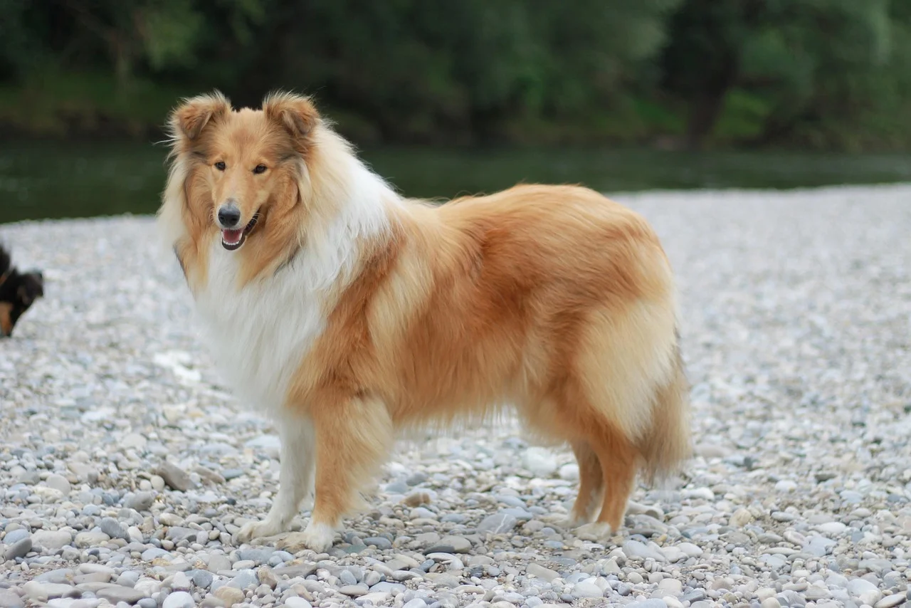 Top 36 ảnh đại diện đẹp với chú chó Collie lông vàng đáng yêu bên bãi sỏi ven sông
